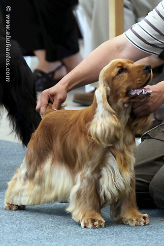CACIB Ceske Budejovice 2011 - Exc.I., CAC, CACIB, BOB, res BIG