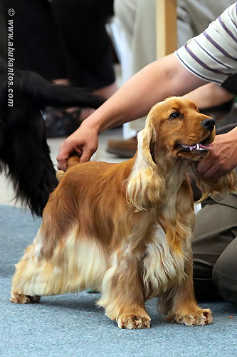 CACIB Ceske Budejovice 2011 - Exc.I., CAC, CACIB, BOB, res BIG