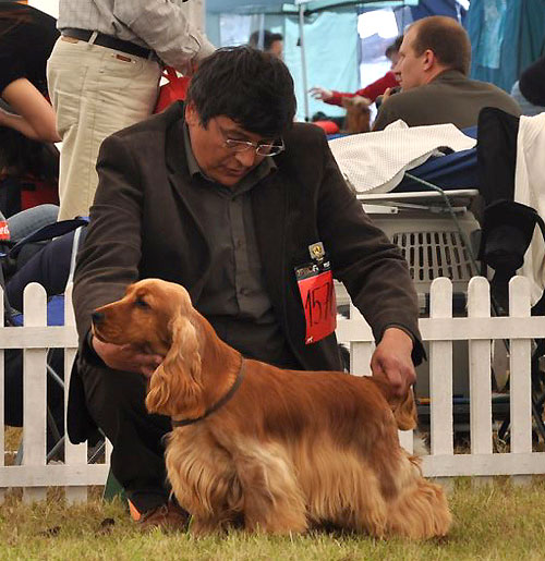 CACIB Leszno (PL) under Mr Chris Hancock - Ireland - Exc.I., CWC