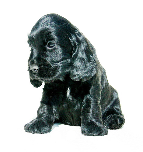 Romana z Vejminku 7 weeks