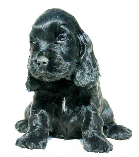Romana z Vejminku 7 weeks