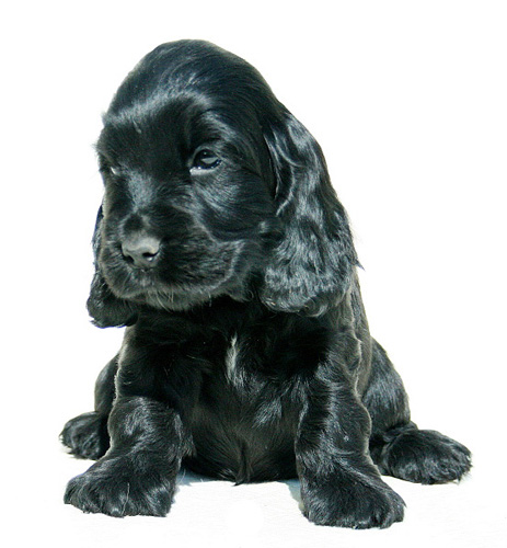 Romana z Vejminku 7 weeks