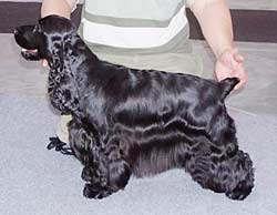 CACIB Show in Prague on 30 th of April. Sabina z Vejminku  - Excel.1 & CAC & CACIB under judge Mrs Dana Smrzova