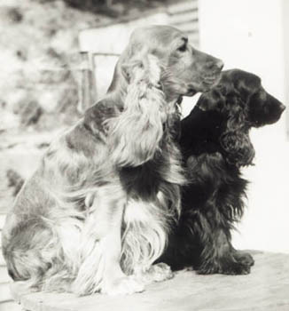 Otec - Il Mondo v. Forst R�gen, Matka - ICH Hanka z Mal� Kamenn�