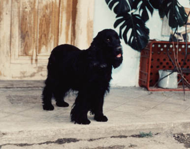 Sofi z Mal� Kamenn�