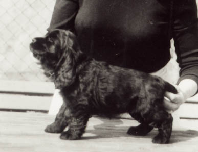 21.3. 1980 Sofi z Mal� Kamenn� se svoji chovatelkou p. B. Antonovi�ovou