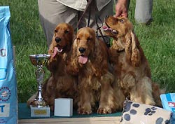 Special Spaniel Show Praha 2007 - Cowboy z Vejminku, Eric z Vejminku and Francis z Vejminku were third best breeding group.