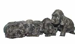 B - litter