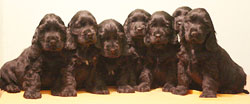 "B" litter