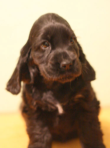 BLACK EBONY z Vejminku