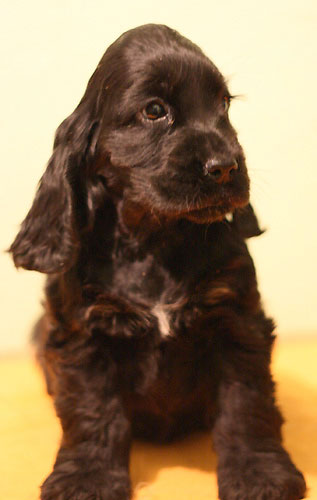 BLACK EBONY z Vejminku