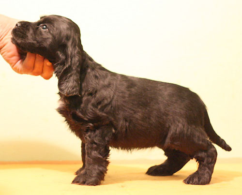 BLACK EBONY z Vejminku