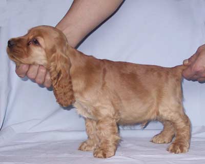 Cowboy z Vejminku at 8 weeks