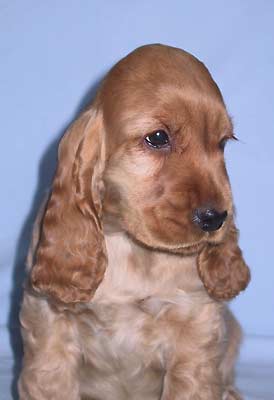 Cowboy z Vejminku at 8 weeks