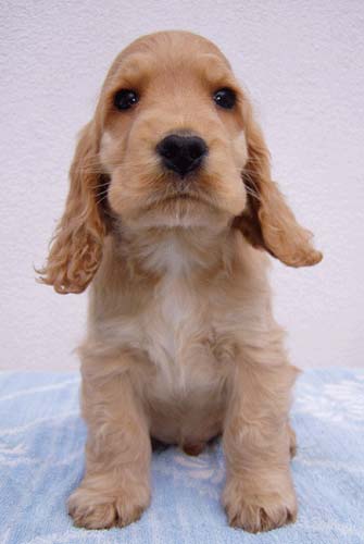 Christian z Vejminku. Photo at his 9 weeks. 