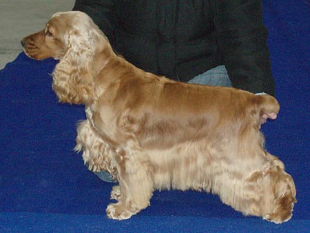 Dona Rafaella z Vejminku - CACIB Praha 2007 - Excel. III.