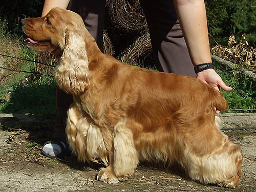Dona Rafaella z Vejminku - excellent 1, CAC - 18.7.2009 CAC National Mlada Boleslav