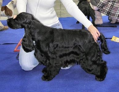 Don Pedro z Vejminku - CACIB Praha 2007 - Excel. II., res CAC