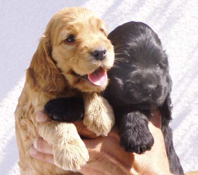Sabina�s puppies at five weeks. (Two black boys, one black girl and one golden girl)