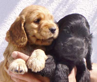 Sabina�s puppies at five weeks. (Two black boys, one black girl and one golden girl)
