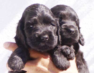 Sabina�s puppies at five weeks. (Two black boys, one black girl and one golden girl)