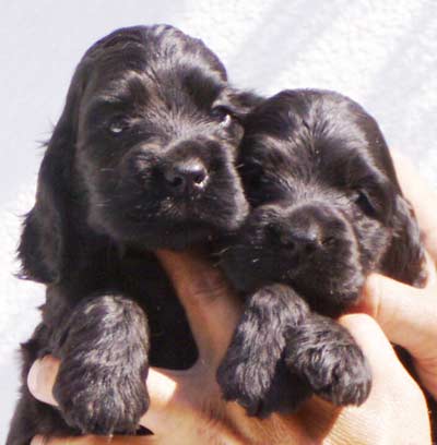 Sabina�s puppies at five weeks. (Two black boys, one black girl and one golden girl)