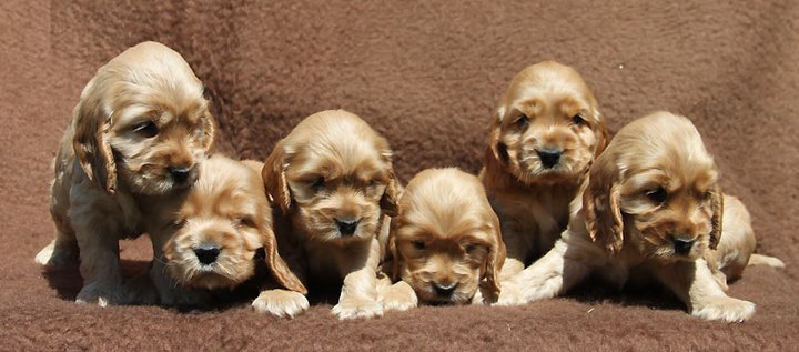 F - litter