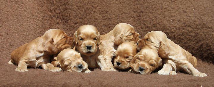 G - litter