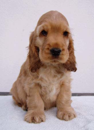 Iron Man z Vejminku at the age of ten weeks.