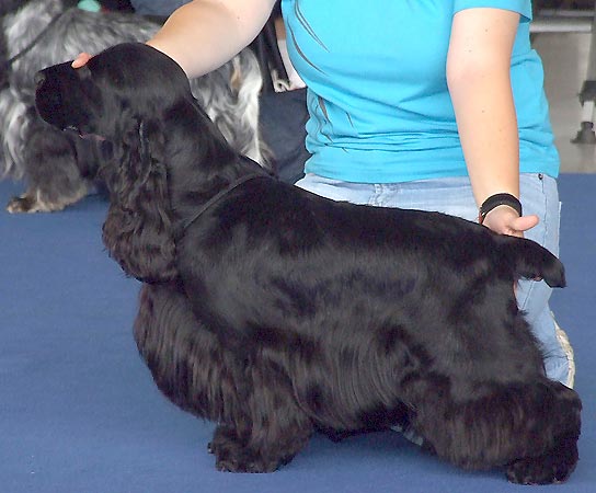 Lancaster z Vejminku - excellent 1, CAC, CACIB - CACIB Brno 2009