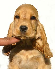 Miss Rosie z Vejminku