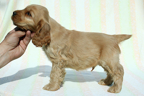 Queen�s Counsel z Vejminku