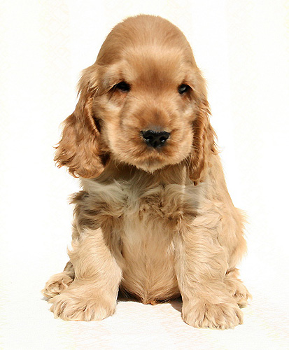 Queen�s Counsel z Vejminku