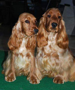 National dog show Olomouc
