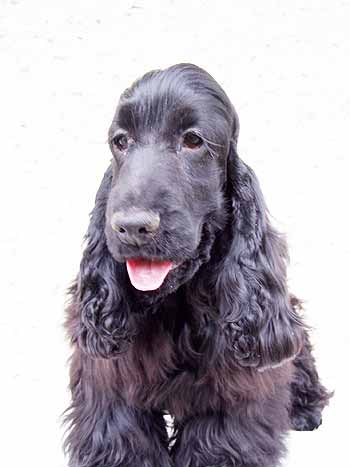 Sabina z Vejminku (ICH Quettadene Once More x Etna z Vejminku) at the age of eight months.