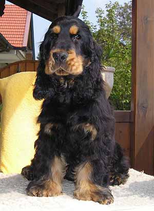 Tom Sawyer z Vejminku owned by Mrs M. Kursawa looks very promising.