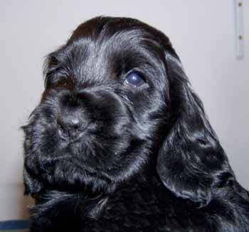 Gemmas puppies at five and half weeks. Girls