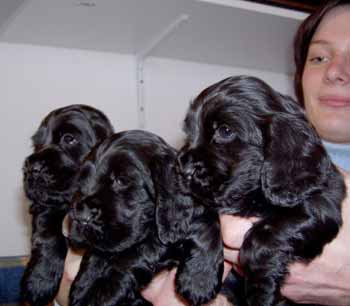 Gemmas puppies at five and half weeks. Girls