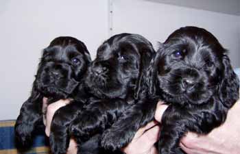 Gemmas puppies at five and half weeks. Girls