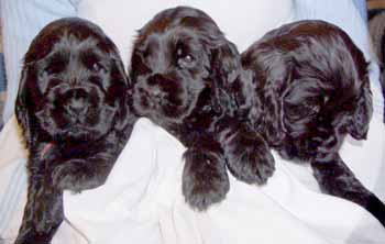 Gemmas puppies at five and half weeks. Girls