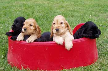 U - litter at the age of six weeks. 