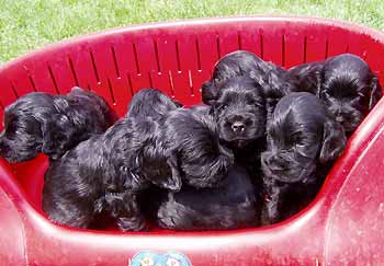 V - litter at the age of four weeks.