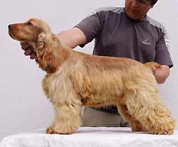 Windy z Vejminku (CH Francini�s Effimero x&nbsp;CH Inspector Liz z Vejminku ) at the age of eight months.