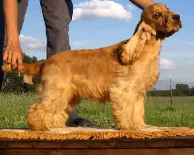 Xanthos z Vejminku owned&nbsp;and loved by RENMIL kennel in Polen at the age 6,5 months. 