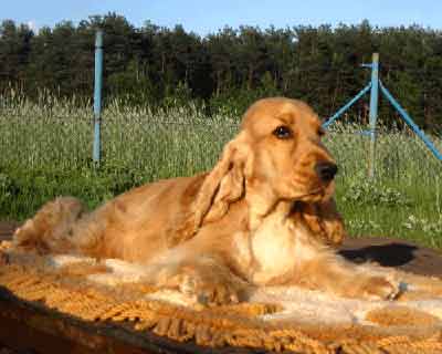 Xanthos z Vejminku owned&nbsp;and loved by RENMIL kennel in Polen at the age 6,5 months. 