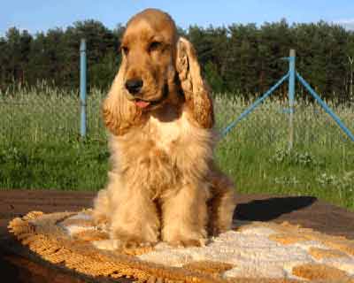 Xanthos z Vejminku owned&nbsp;and loved by RENMIL kennel in Polen at the age 6,5 months. 