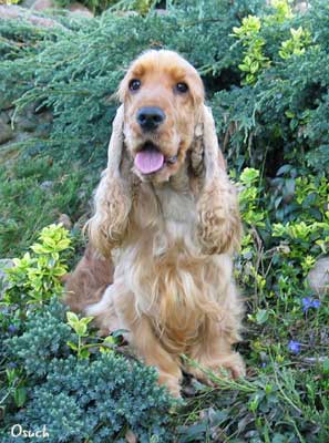 Xanthos z Vejminku&nbsp;- in the garden... 