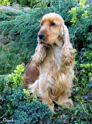 Xanthos z Vejminku&nbsp;- in the garden... 