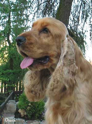 Xanthos z Vejminku&nbsp;- in the garden... 