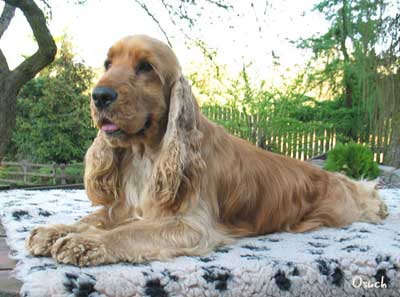 Xanthos z Vejminku&nbsp;- in the garden... 